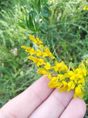 Genista tournefortii