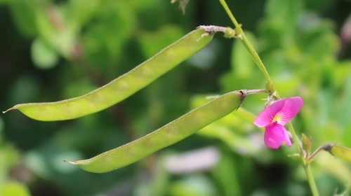 Tephrosia purpurea