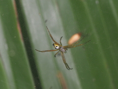 Cyrtophora cylindroides