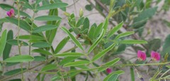 Tephrosia purpurea subsp. leptostachya image