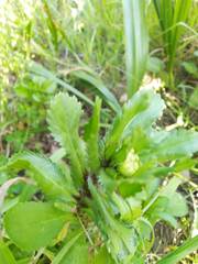 Coleostephus myconis