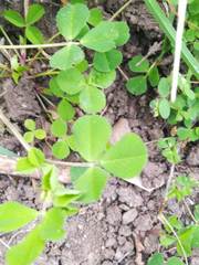 Trifolium campestre