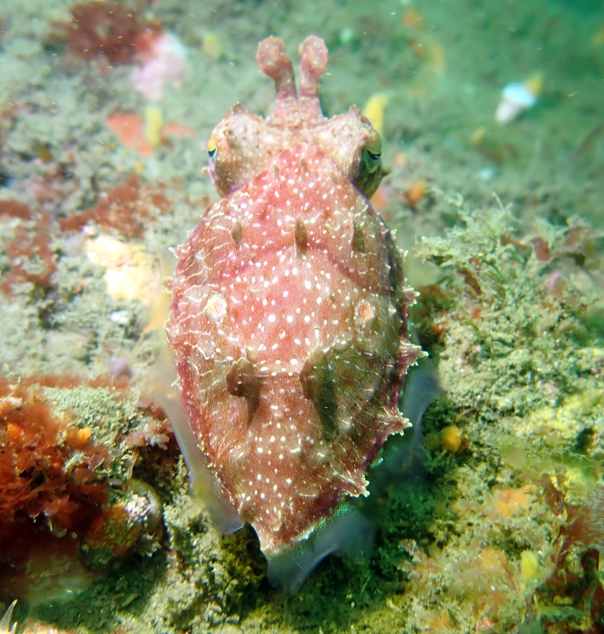 Ken's Cuttlefish (Sepia grahami) · iNaturalist, image size:1952x2048