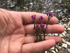 Comesperma retusum