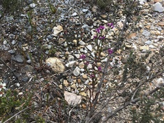 Comesperma retusum