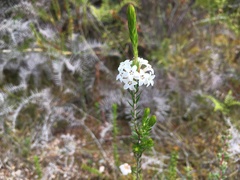 Epacris lanuginosa