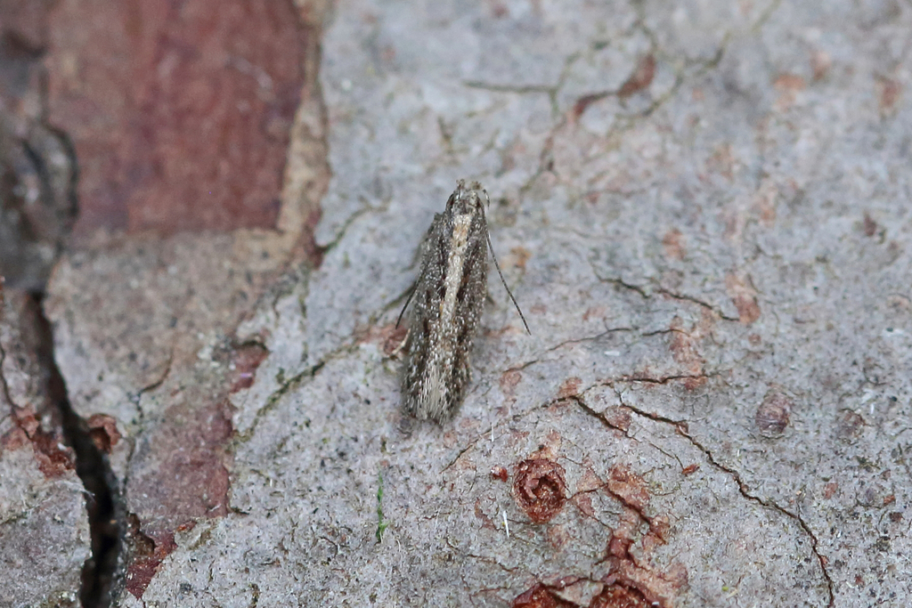 Thyme Moth