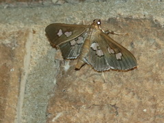 Omiodes odontosticta