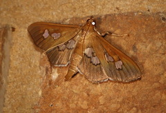 Omiodes odontosticta