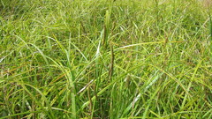 Carex coriacea
