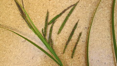 Carex coriacea