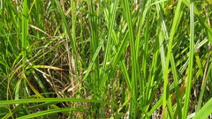 Carex coriacea