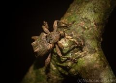 Eurychirus bituberculatus