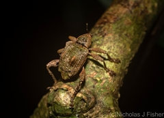 Eurychirus bituberculatus