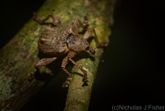 Eurychirus bituberculatus