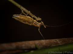 Temnosternus planiusculus