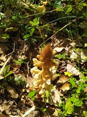 Orobanche hederae