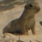 Xerospermophilus spilosoma