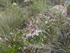 Polygala microlopha microlopha