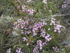 Polygala microlopha microlopha