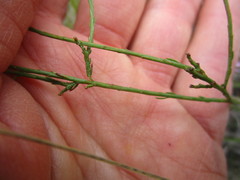 Polygala microlopha microlopha