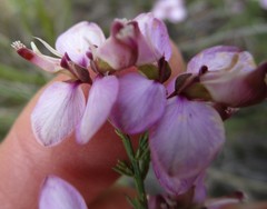 Polygala microlopha microlopha