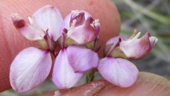 Polygala microlopha microlopha