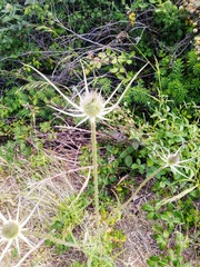 Dipsacus comosus