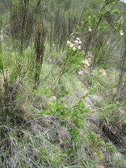 Freylinia densiflora