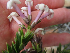 Freylinia densiflora