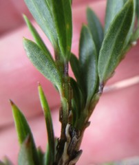 Freylinia densiflora