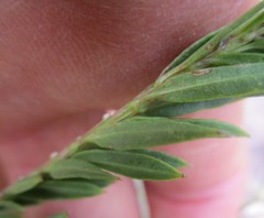 Freylinia densiflora