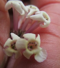 Freylinia densiflora