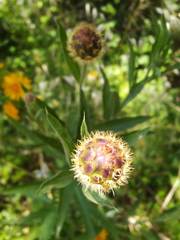 Cheirolophus sempervirens