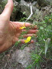 Aspalathus teres teres