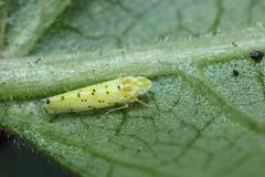 Limassolla multipunctata