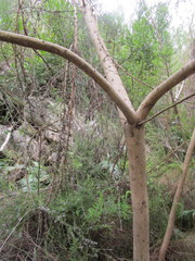 Aspalathus teres teres