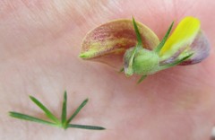 Aspalathus teres teres