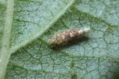 Tautoneura polymitusa