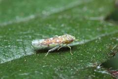 Tautoneura polymitusa