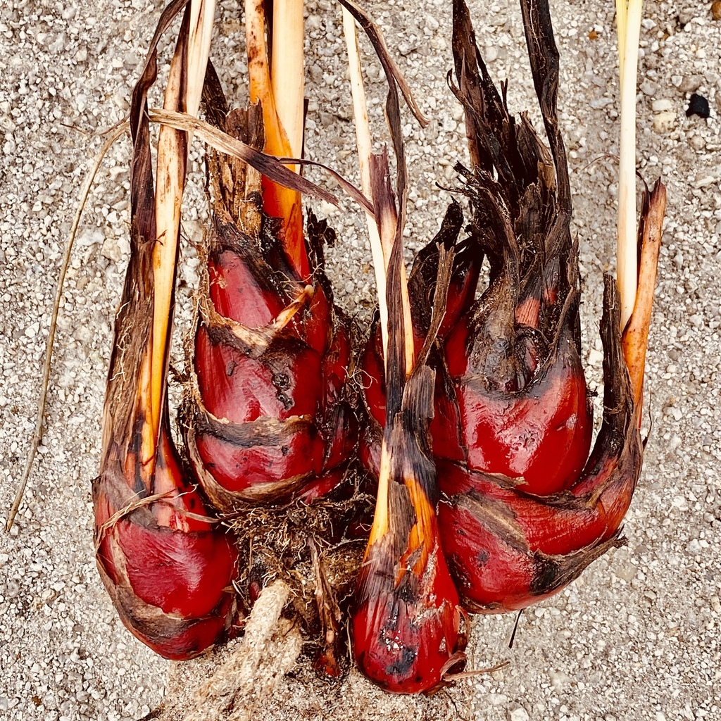 Bloodroots, Redroots & relatives