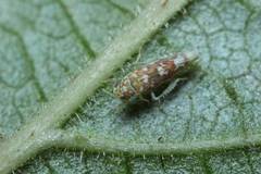 Tautoneura polymitusa