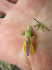 Aspalathus teres teres