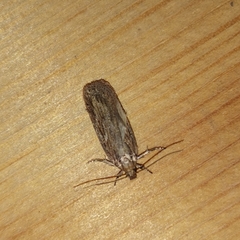 Depressaria daucella