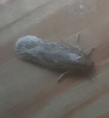 Depressaria daucella