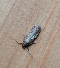 Depressaria daucella