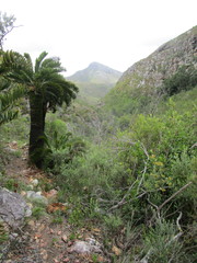 Encephalartos longifolius