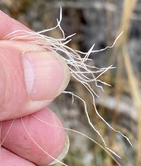 Austrostipa hemipogon