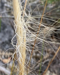 Austrostipa hemipogon