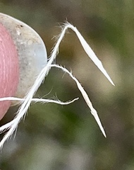 Austrostipa hemipogon